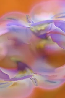 Images Dated 4th April 2022: Abstract of Davy Gilia flowers