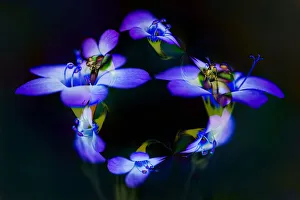Davy Gilia Prints: Abstract of Davy Gilia flowers