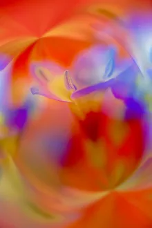 Abstract of Davy Gilia flowers, Antelope Valley California Poppy Preserve, Lancaster, California