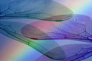 Cool Prints: Abstract of dragonfly wings and rainbow