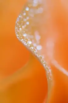 Drops Prints: Abstract flower close-up. Credit as: Nancy Rotenberg / Jaynes Gallery / DanitaDelimont
