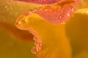 Abstract of flower petal edge in the rain