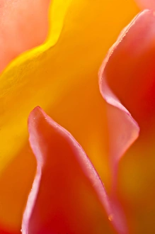 Nancy Rotenberg Prints: Abstract detail of flower petals