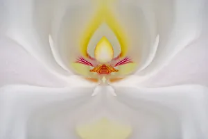 Images Dated 4th April 2022: Abstract Hybrid Orchid. Selby Gardens, Sarasota, Florida
