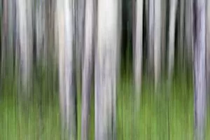 Images Dated 17th July 2005: Abstract image of aspen trees in Glacier National Park