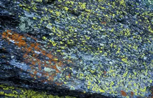 Abstract image of lichen growing on rock in Glacier National Park
