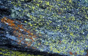 Diane Johnson Prints: Abstract image of lichen growing on rock in Glacier National Park