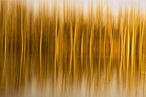 Rona Schwarz Prints: Abstract, in-camera blurs of trees and reflections in water