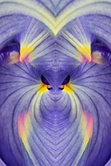 Abstract Iris flowers