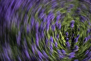 Prints of Abstract of lavender Images Dated 2019 January: Abstract of lavender