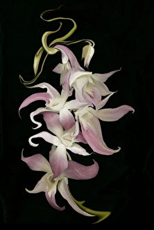 Mural Prints: Abstract orchid artwork, digitally manipulated