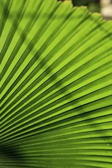 Queensland Prints: Abstract patterns caused by the sunlight hitting a giant palm leaf in the Cairns Botanic Gardens