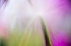 Prints of Abstract in purples, pinks, and greens of a plant in sunlight Images Dated 2018 June: Abstract in purples, pinks, and greens of a plant in sunlight