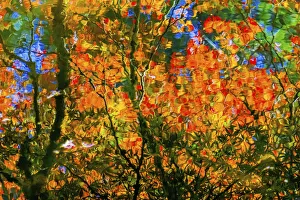 Abstract of red and orange Japanese maple tree. VanDusen Botanical Garden, Vancouver, Canada