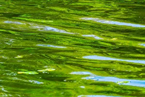 Kirkland Prints: Abstract reflection, Lake Washington, Juanita Bay Park, Kirkland, Washington State