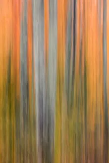 Abstract reflection of trees and autumn colors on small pond, Upper Peninsula of Michigan