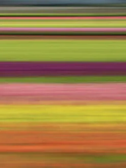 Images Dated 3rd July 2022: Abstract of rows of tulips at farm