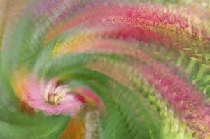 Abstract swirl created by multiple exposure of pink flower