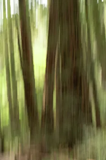 Blurred Prints: Abstract trees