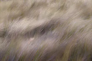 Blowing Prints: Abstract view of grasses blowing in the wind
