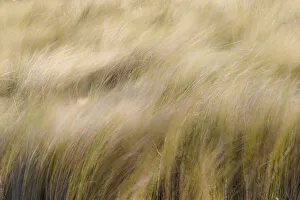 Blowing Prints: Abstract view of grasses blowing in the wind