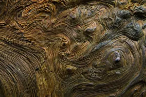 Fallen Prints: Abstract wood grain