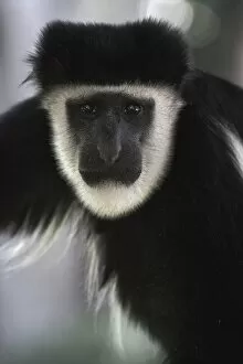 Images Dated 13th July 2005: Abyssinian Black and White Colobus, Colobus abyssinicus. Lake Nakuru National Park, Kenya
