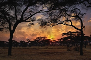 Acacia forest silhouetted at sunset, Tarangire National Park, Tanzania