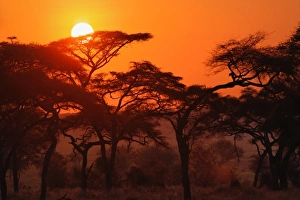 Acacia Prints: Acacia forest silhouetted at sunset, Tarangire National Park, Tanzania