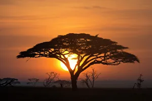 Seronera Prints: Acacia tree at sunrise