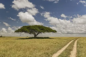 Acacia tree and tire tracks across grass plains, Serengeti National Park, Tanzania Acacia tree and tire tracks across grass plains, Serengeti National Park, Tanzania
