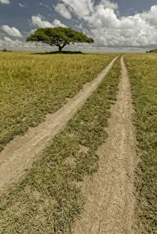 Images Dated 30th August 2020: Acacia tree and tire tracks across grass plains, Serengeti National Park, Tanzania