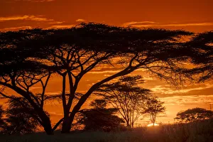 Images Dated 30th August 2020: Acacia trees silhouetted at sunset, Serengeti National Park, Tanzania, Africa