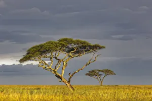 Acacia trees at sunset, Serengeti National Park, Tanzania, Africa Acacia trees at sunset, Serengeti National Park, Tanzania, Africa