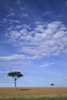 Acacia Tree Prints: Acacia trees on vast grass plains, Msai Mara, Kenya