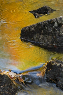 Duck Brook Prints: Acadia National Park, Duck Brook, Maine, North America, USA, environment, habitat