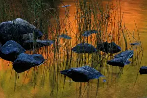 Bubble Pond Prints: ME Acadia NP, Fall reflections with rocks and reeds at Bubble Pond