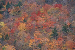 Images Dated 23rd April 2004: Acadia NP, ME. Northern Hardwood Forest Fall Foliage From the South Bubble