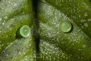 Achilles Morpho Butterfly Eggs (Morpho achilles), Napo River bordering Yasuni National Achilles Morpho Butterfly Eggs (Morpho achilles), Napo River bordering Yasuni National