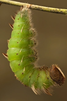 Achilles Morpho Caterpillar Pupating(Morpho achilles) Napo River bordering Yasuni Achilles Morpho Caterpillar Pupating(Morpho achilles) Napo River bordering Yasuni