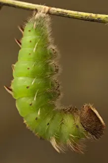 Diurnal Prints: Achilles Morpho Caterpillar Pupating(Morpho achilles) Napo River bordering Yasuni National Park