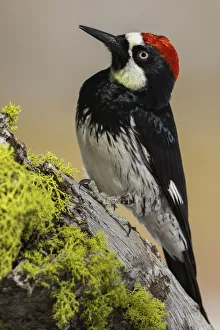 Images Dated 7th September 2021: Acorn woodpecker