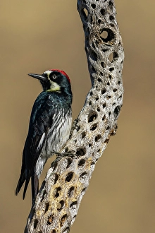 Skeleton Prints: Acorn woodpecker inspecting cactus skeleton, in the desert of southern Arizona