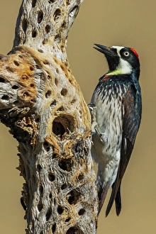 Skeleton Prints: Acorn woodpecker inspecting cactus skeleton, in the desert of southern Arizona