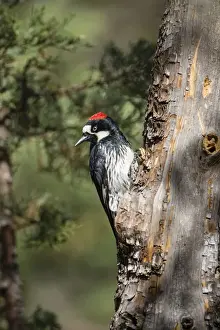Acorn Woodpecker (Melanerpes formicivorus) on alligator juniper