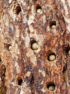 Acorn Prints: Acorn woodpecker, Pinnacles National Park, California
