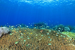 Indo Pacific Prints: Acropora Hard Coral & Anthias fish, Komba Island, Flores Sea, Indonesia