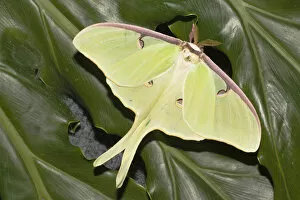 Actias luna, Luna moth on green leaves