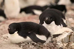 Breeding Ground Prints: Adelie Penguin