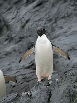 Seabird Prints: Adelie penguin, Antarctica, Antarctic Peninsula, Graham Land, Detaille Island
